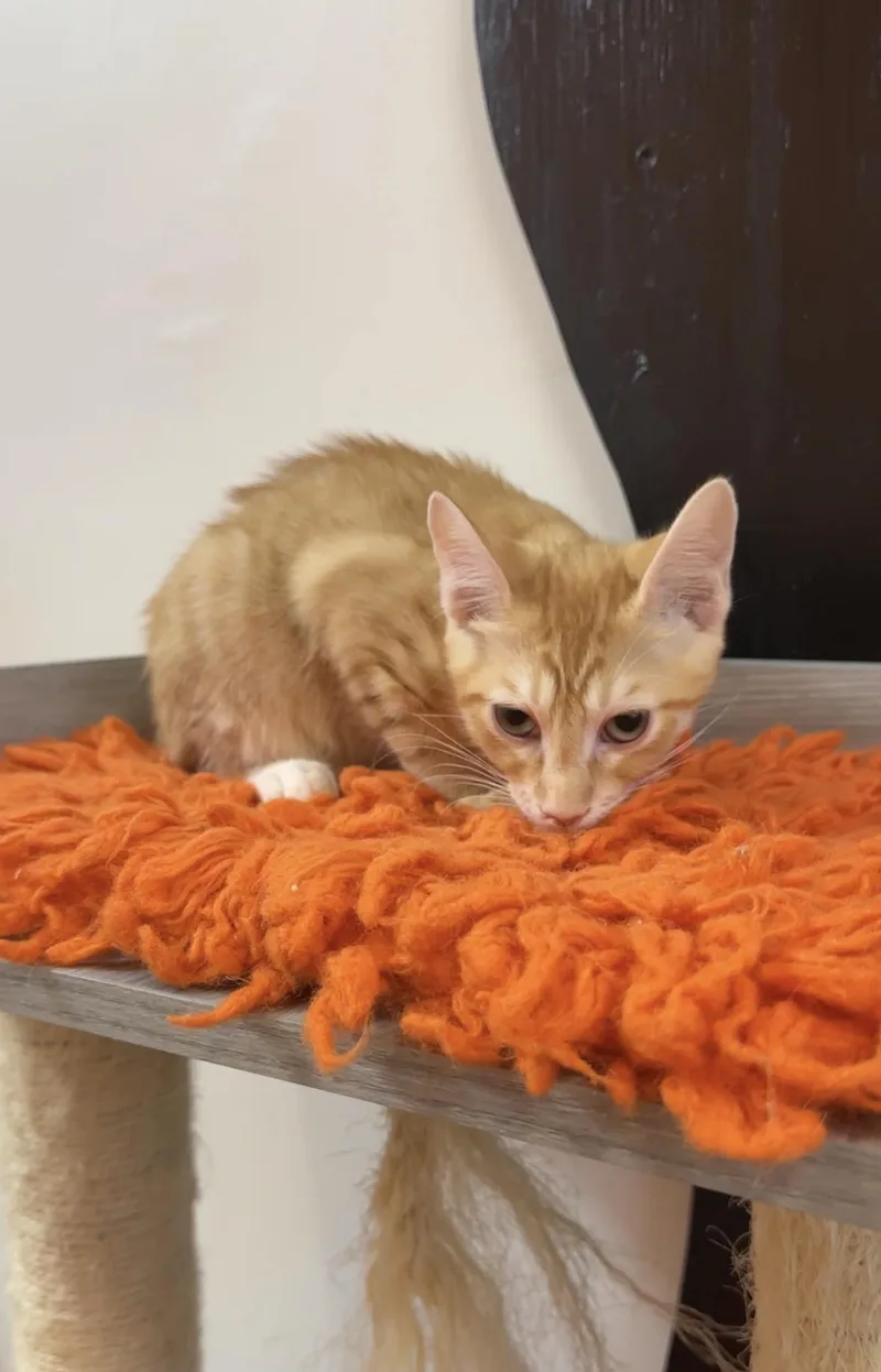 A baby medium-sized male Orange & White Domestic Short Hair cat named CPA at Fat Cat for adoption in Tallahassee, FL