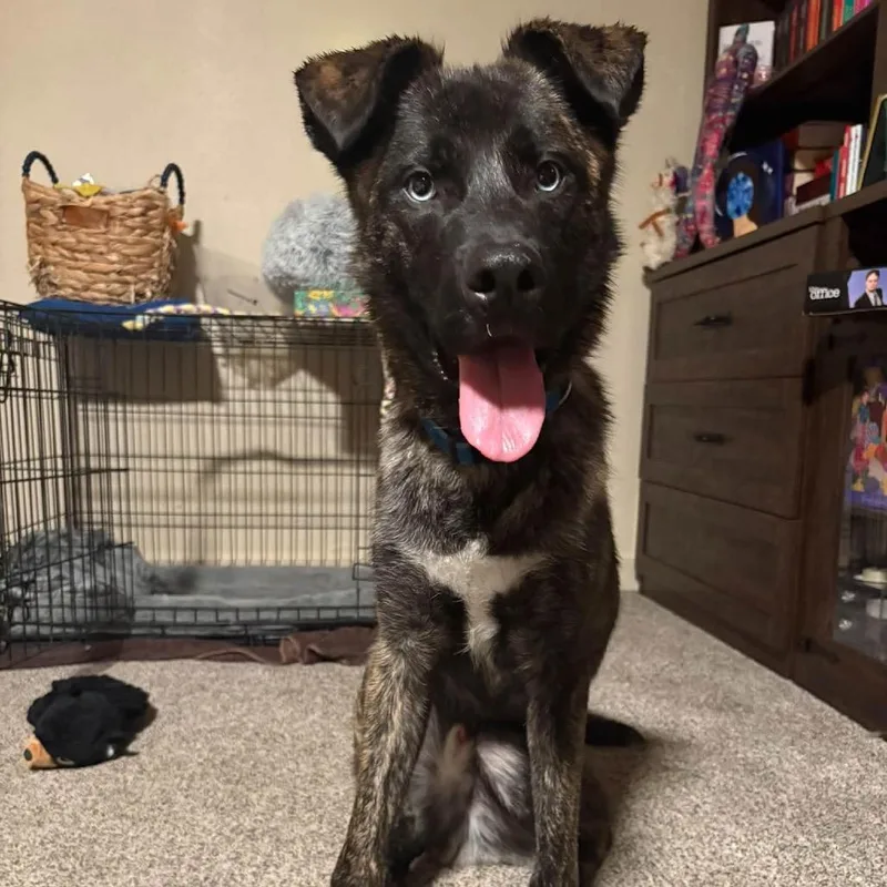 A young small-sized male Shepherd dog named Eragon C for adoption in Allen, TX