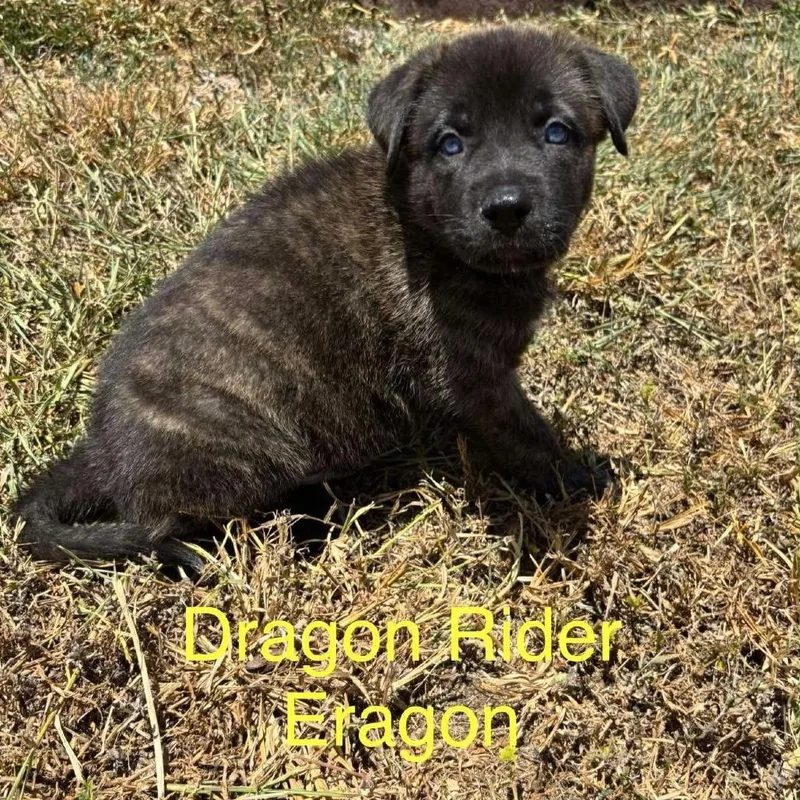 Eragon C thumbnail 6
