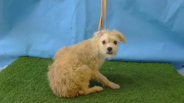 A young small-sized male Terrier dog named Stewie for adoption in Gardena, CA