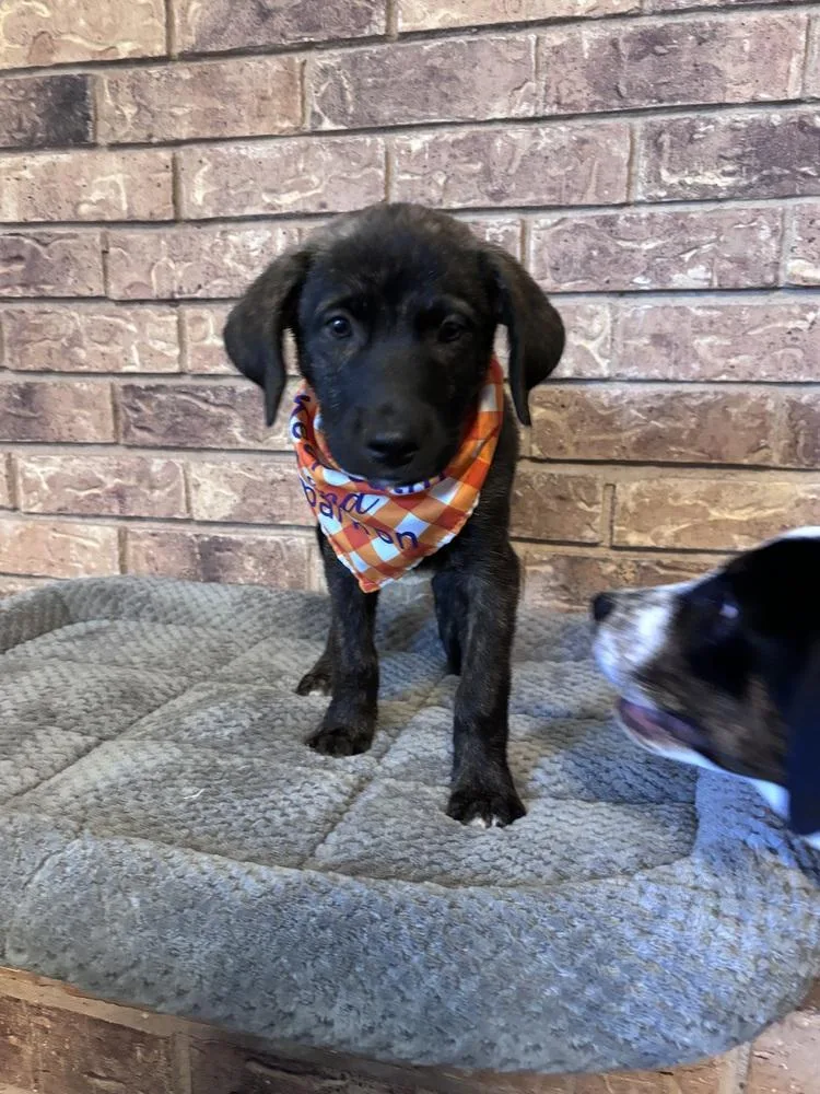 A baby medium-sized male Brindle Labrador Retriever dog named Rocky "COMING SOON" for adoption in Richardson, TX