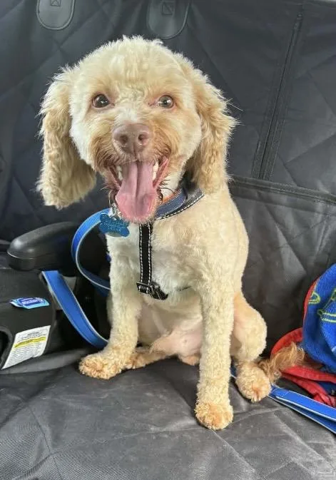 An adult small-sized male Poodle dog named Warren for adoption in Coatesville, PA
