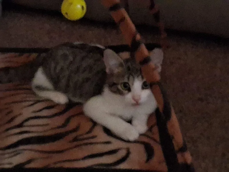 A baby medium-sized female Tabby (Brown / Chocolate) Domestic Short Hair cat named JubeJube for adoption in Hudsonville, MI