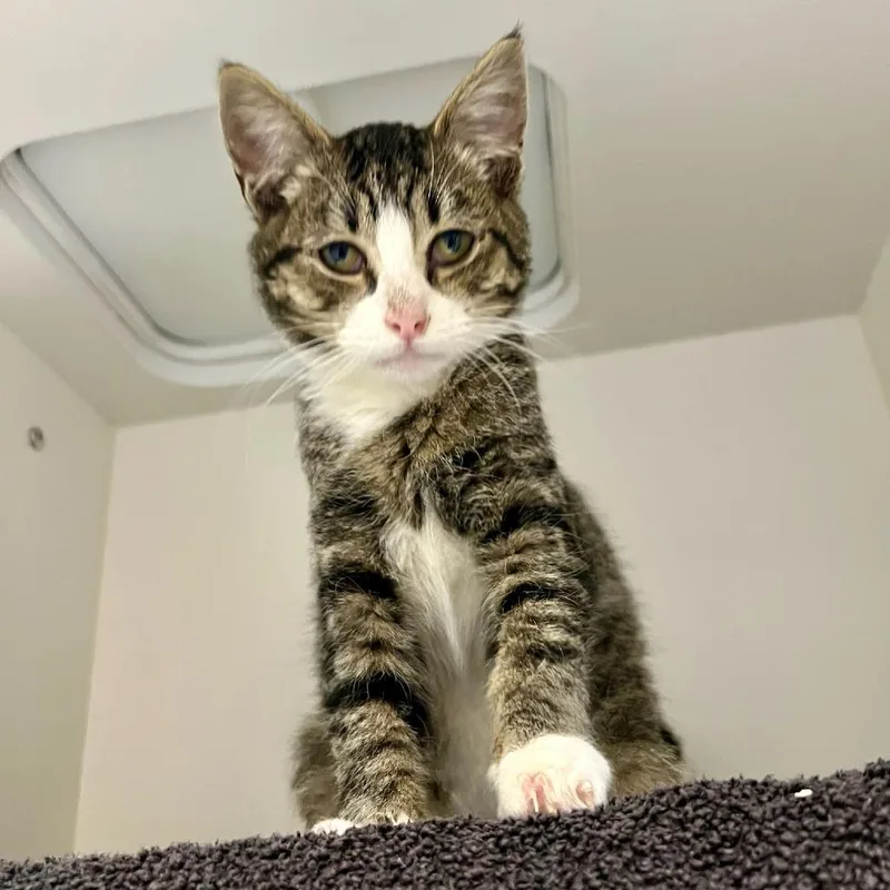 A baby small-sized male Brown / Chocolate Domestic Short Hair cat named Ennis for adoption in Tacoma, WA