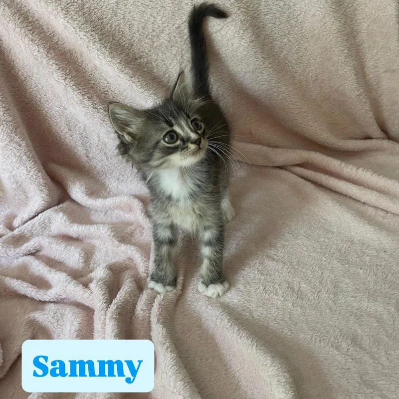 Sammy