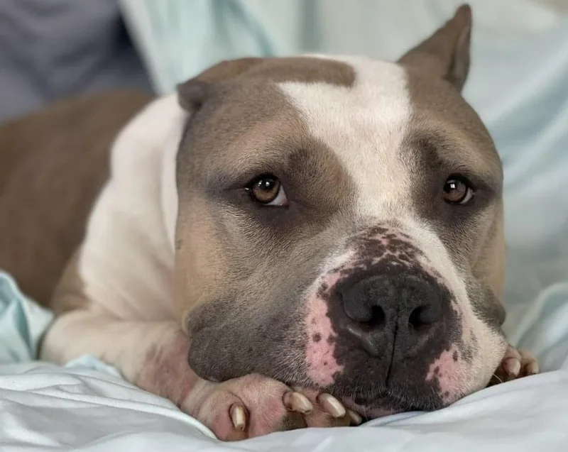 An adult large-sized female Apricot / Beige Pit Bull Terrier dog named Destiny for adoption in Kansas City, MO