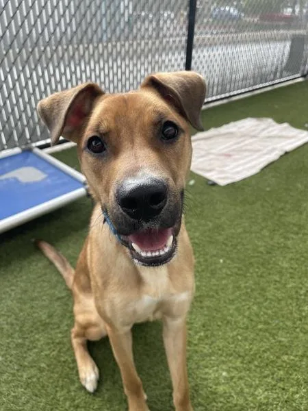 A young medium-sized male Shepherd dog named Sapphire for adoption in San Diego, CA