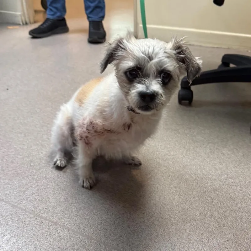 An adult small-sized female White / Cream Shih Tzu dog named Coka for adoption in Pasadena, CA