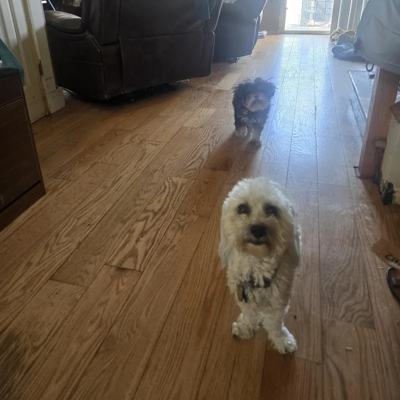 An adult small-sized male Gray / Blue / Silver Coton de Tulear dog named Buddy for adoption in West Valley, UT