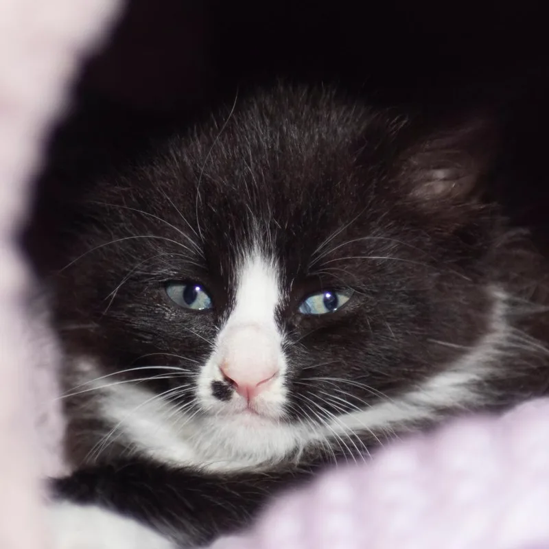 A baby small-sized male Black Domestic Short Hair cat named Salty for adoption in Middletown, RI