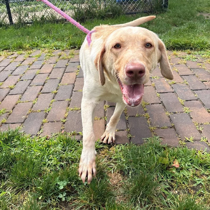 An adult large-sized female Yellow / Tan / Blond / Fawn Yellow Labrador Retriever dog named Lamb Chop for adoption in Calverton, NY