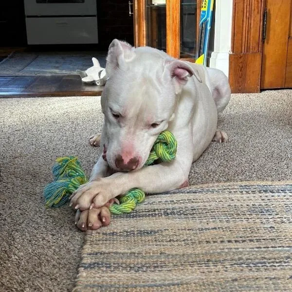 An adult medium-sized male White / Cream Mixed Breed dog named Albert for adoption in Springboro, OH