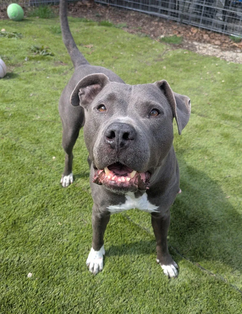An adult large-sized female Pit Bull Terrier dog named Minka for adoption in Calhoun, GA