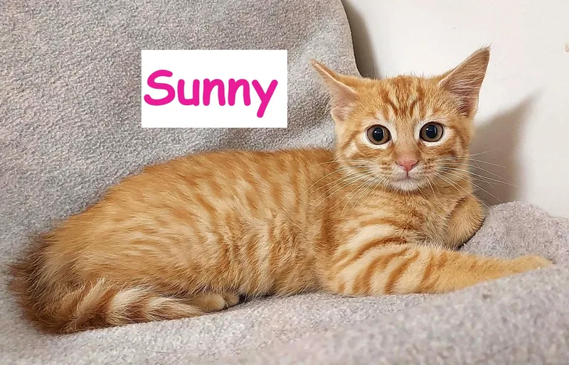A baby medium-sized female Domestic Short Hair cat named Sunny for adoption in Falls Creek, PA