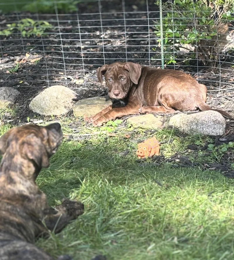 A baby small-sized female American Staffordshire Terrier dog named Kacey for adoption in Troy, MI