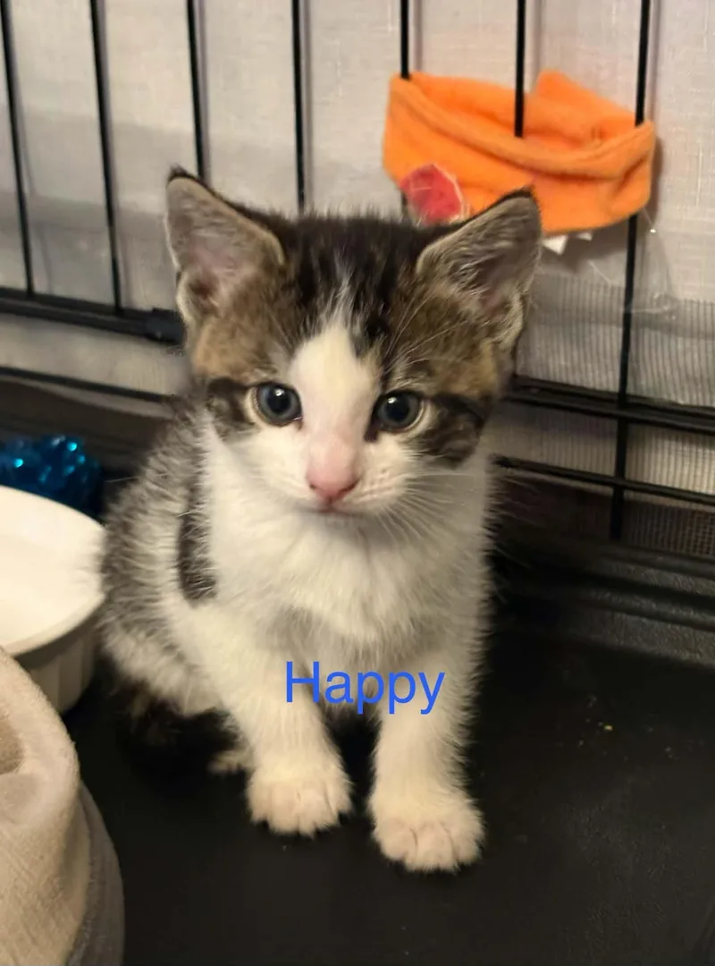 A baby medium-sized female Gray & White Domestic Short Hair cat named Happy for adoption in Westfield, MA
