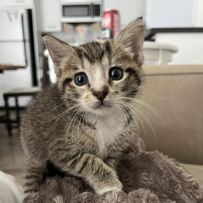 A baby small-sized female Brown / Chocolate Domestic Short Hair cat named Stevie for adoption in Escondido, CA