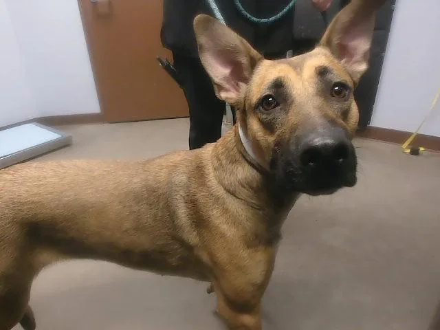 A young large-sized female Belgian Shepherd / Malinois dog named Dixie for adoption in Phoenix, AZ