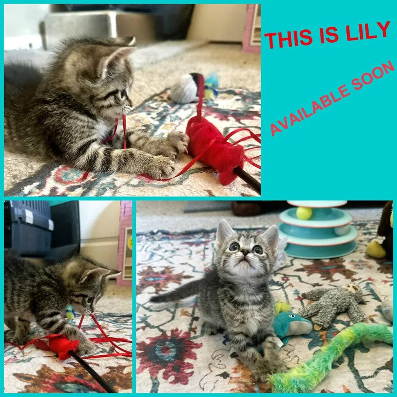 A baby small-sized female Domestic Short Hair cat named Lily for adoption in Mooresville, NC