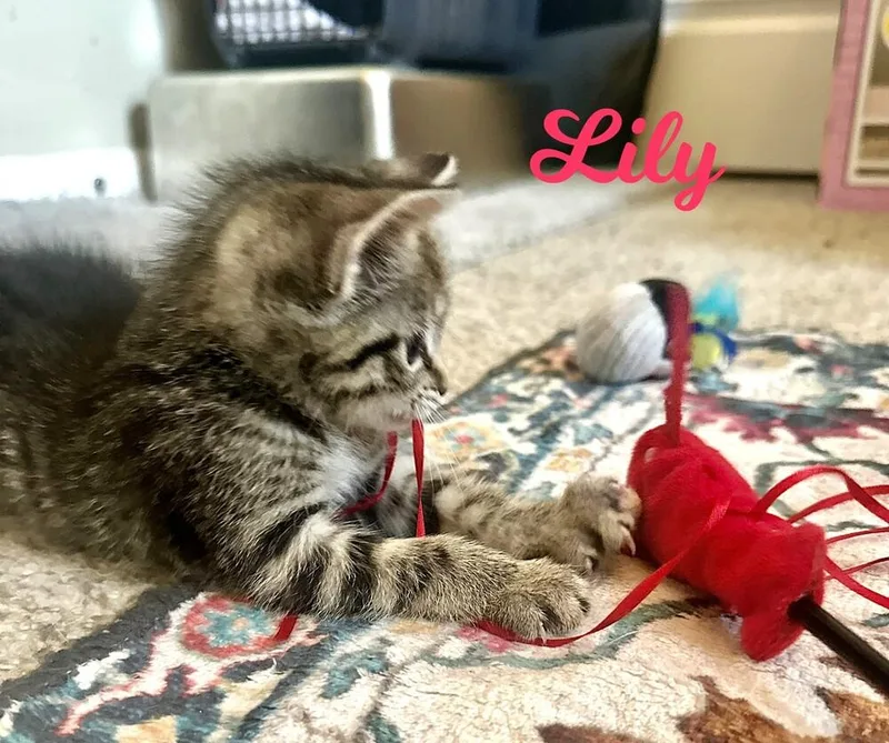 Lily thumbnail 2