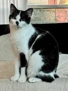 A young medium-sized female Black & White / Tuxedo Domestic Short Hair cat named Misha for adoption in Cincinnati, OH