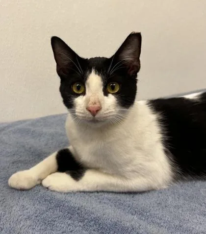 An adult small-sized male Domestic Short Hair cat named Jet for adoption in Phoenix, AZ