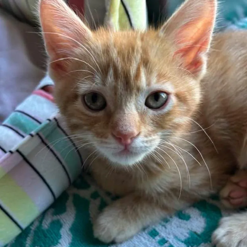 A baby small-sized male Orange / Red Domestic Short Hair cat named Rusty for adoption in Pleasanton, CA