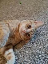An adult medium-sized male Orange & White Domestic Short Hair cat named Hubert for adoption in Denton, TX