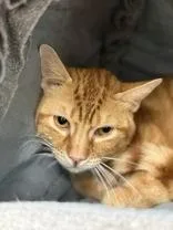 Hubert thumbnail 2