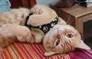 Hubert thumbnail 3