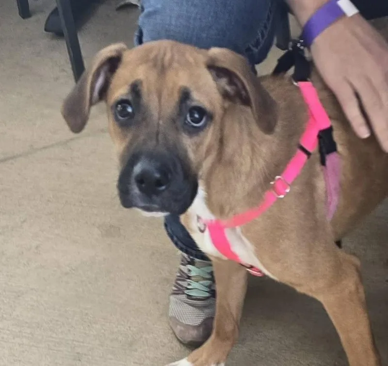 A baby medium-sized female Boxer dog named Laffy for adoption in Denver, CO