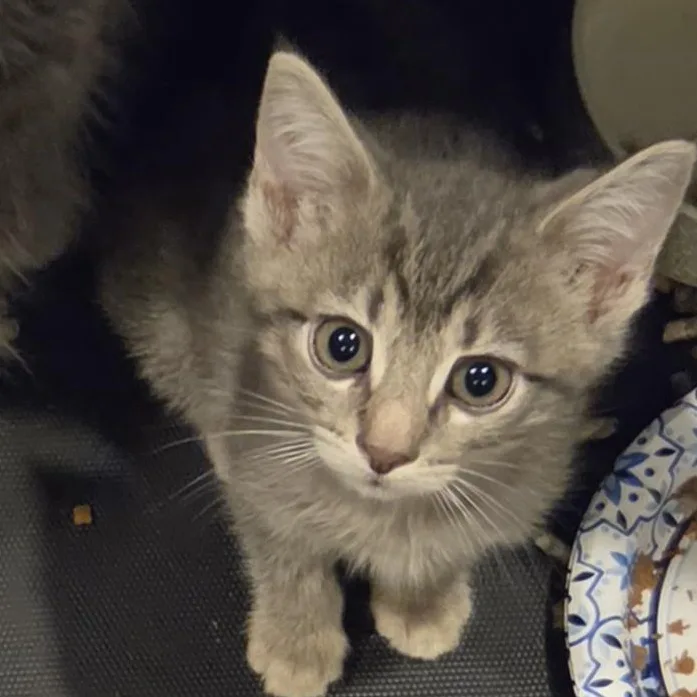 A baby medium-sized male Tabby (Gray / Blue / Silver) Domestic Short Hair cat named Utah for adoption in Green Brook, NJ