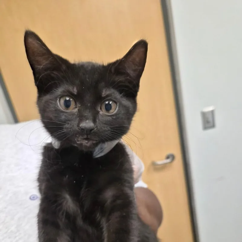 A baby small-sized female Black Domestic Short Hair cat named Coco for adoption in Jacksonville, FL