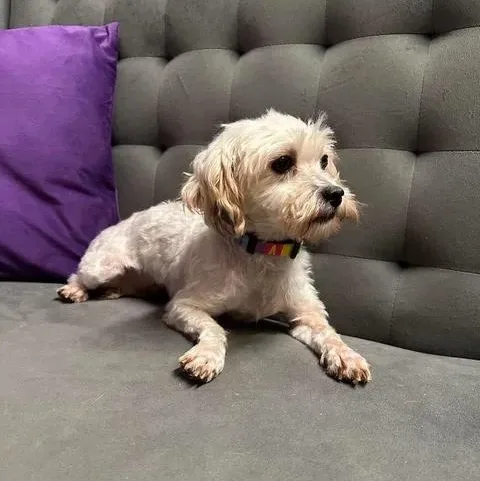 An adult small-sized female Bichon Frise dog named Doreen Meet me on for adoption in Hartland, WI