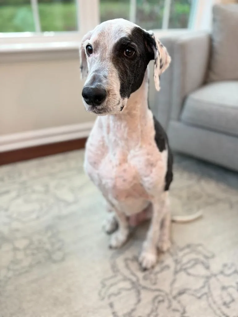 A senior large-sized male Old English Sheepdog dog named Archie for adoption in Bloomington, IN