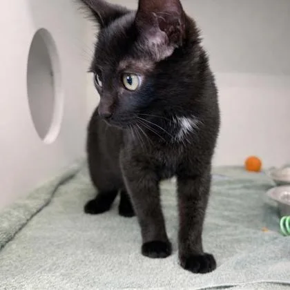 Sylvester thumbnail 2