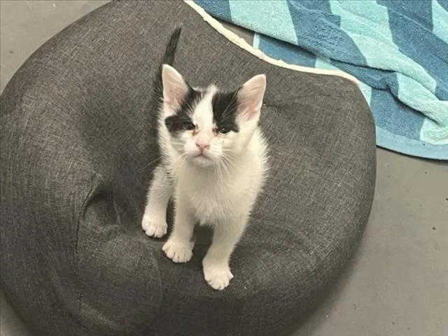A baby small-sized male Domestic Short Hair cat named Perry for adoption in Chapel Hill, NC
