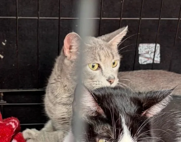 A young small-sized female Domestic Short Hair cat named Mrs. Claws for adoption in Ada, OK