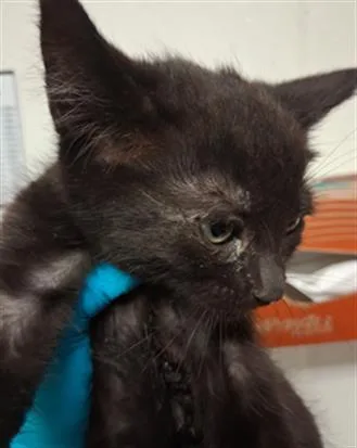 A baby small-sized male Domestic Short Hair cat named Salem for adoption in Bakersfield, CA