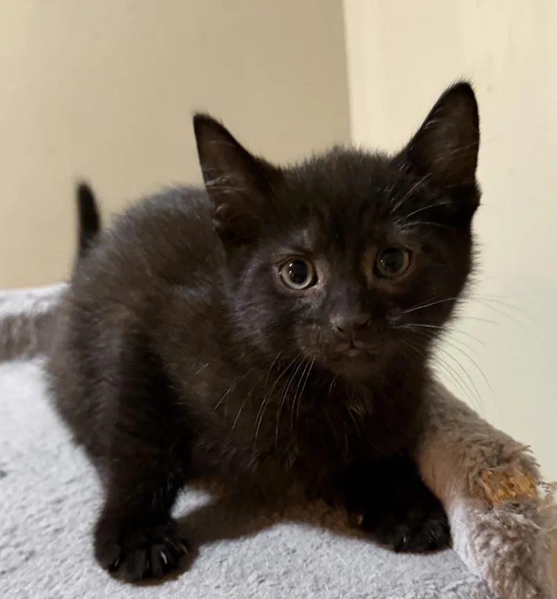A baby medium-sized female Black Domestic Short Hair cat named Elizabeth for adoption in East Hanover, NJ