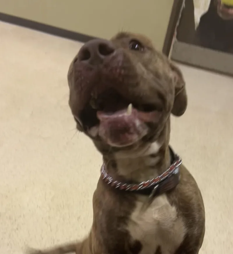 An adult large-sized male Terrier dog named King for adoption in Muncie, IN