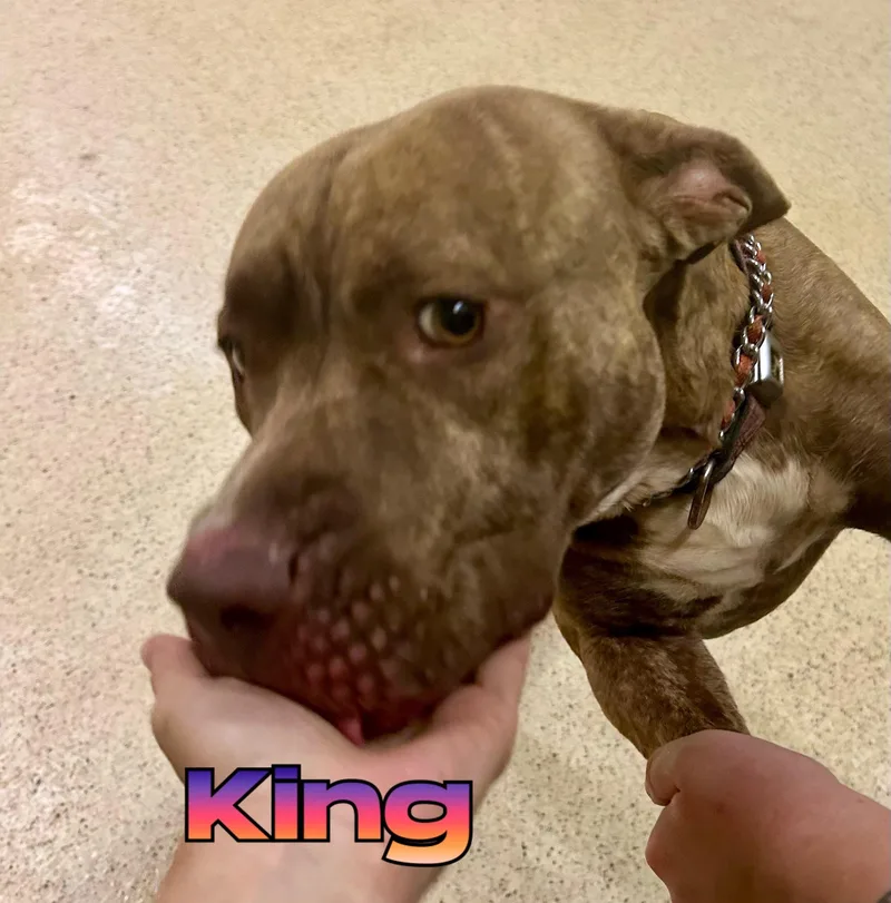 King thumbnail 5
