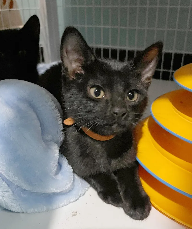 A baby medium-sized male Black Domestic Short Hair cat named Cricket for adoption in Parkville, MO