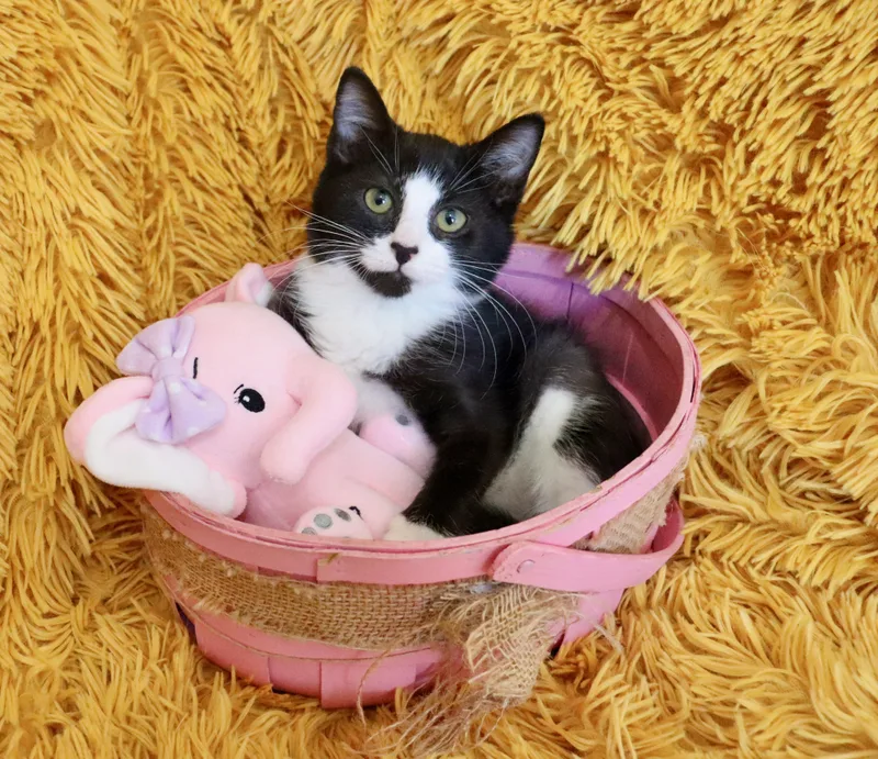 A baby medium-sized female Black & White / Tuxedo Tuxedo cat named Kelly for adoption in Saint Augustine, FL