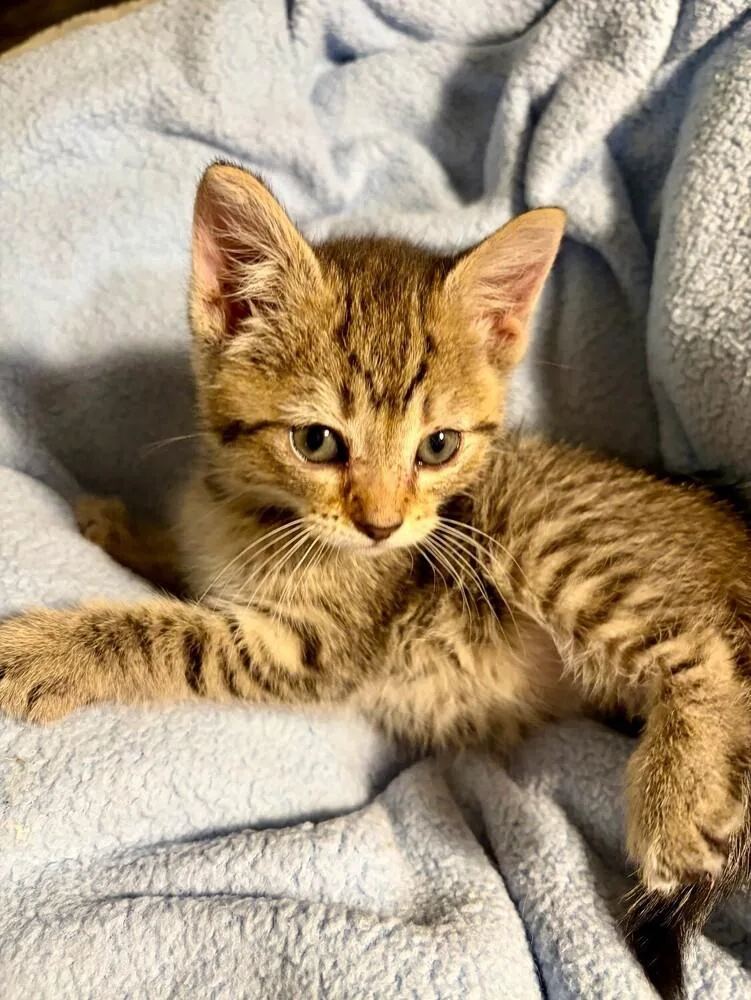 A baby small-sized female Brown / Chocolate Domestic Short Hair cat named Madeline for adoption in Bemidji, MN