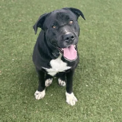 A young large-sized male Labrador Retriever dog named Rock for adoption in Red Bluff, CA