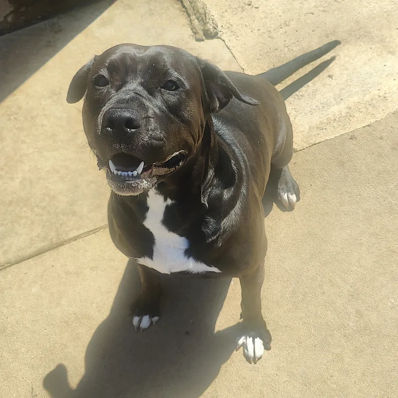 A young large-sized female Black Labrador Retriever dog named Banshee for adoption in CLARKSVILLE, TN
