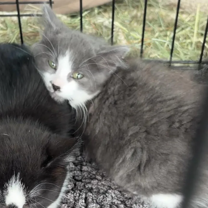 A baby small-sized female Gray / Blue / Silver Domestic Short Hair cat named Bacon for adoption in Monroe, MI