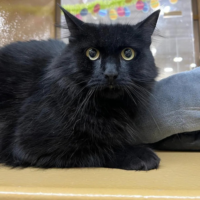 An adult small-sized female Black Domestic Long Hair cat named Shadow for adoption in Oceanside, NY
