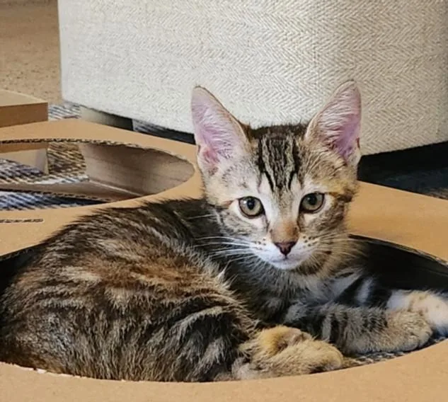 A baby large-sized female Domestic Short Hair cat named Pecan Pookypants for adoption in Burbank, CA